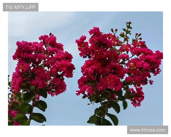 何思雨：在风雨交加中绽放的坚韧与希望之花